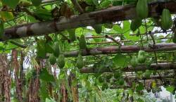  Sự nghiệp đang lên, đôi vợ chồng quyết bỏ phố về quê vì con cái, xây biệt thự có vườn rộng như công viên, ngày ngày trồng rau, thả cá và nuôi gà  - Ảnh 11.