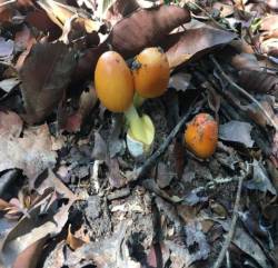 Trứng gà ngoi lên từ lòng đất: Của ngon, hiếm có khó tìm, giá nửa triệu đồng/kg - Ảnh 3.