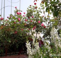 Sân thượng 50m² không khác gì trang trại với đủ loại rau quả sạch theo mùa của mẹ đảm ở Hà Nội - Ảnh 28.