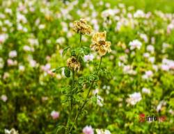 Làng hoa Hà Nội ngậm ngùi cắt bỏ hoa trong tháng hái ra tiền - Ảnh 2.