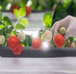 Cách tạo ra những quả dâu tây xa xỉ trong các trang trại thẳng đứng được điều khiển bằng AI ở Mỹ - Ảnh 6.