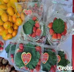 Dâu tây Sơn La ngon hơn dâu Hàn Quốc, giá 1,2 triệu đồng/kg, chuẩn bị đi Singapore và Malaysia - Ảnh 1.