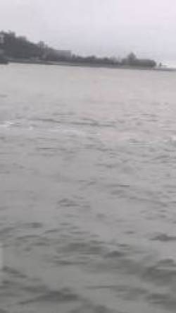 HOT: Cá heo hồng bất ngờ xuất hiện ở vùng biển Việt Nam, hiếm đến thế nào mà ngư dân thích thú hét to? - Ảnh 2.