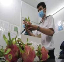 Gỡ khó cho thanh long, mì ăn liền xuất khẩu EU  - Ảnh 1.