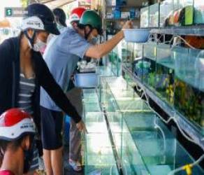  Hồi vốn đầu tư cá cảnh cả năm chỉ nhờ giảm giá dịp Tết - Ảnh 1.