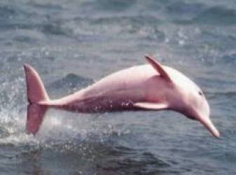 HOT: Cá heo hồng bất ngờ xuất hiện ở vùng biển Việt Nam, hiếm đến thế nào mà ngư dân thích thú hét to? - Ảnh 7.