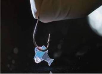 Con cá cyborg này được làm ra từ tế bào tim người, và nó sẽ cứu sống hàng triệu sinh mạng - Ảnh 5. Con cá cyborg này được làm ra từ tế bào tim người, và nó sẽ cứu sống hàng triệu sinh mạng - Ảnh 5.