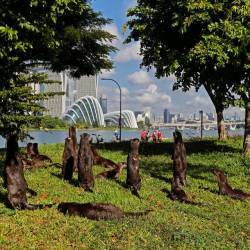 Singapore đang bị khủng bố bởi rái cá, mỗi bữa ăn của chúng có thể trị giá hàng nghìn USD! - Ảnh 5.