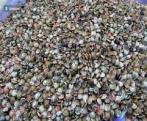 Ngâm mình dưới nước cào thứ ăn là nghiện, ngư dân Đà Nẵng đút túi tiền triệu mỗi ngày - Ảnh 5.