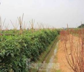  Đến lượt Hà Nội tạm dừng phân lô, tách thửa với đất nông nghiệp  - Ảnh 2.