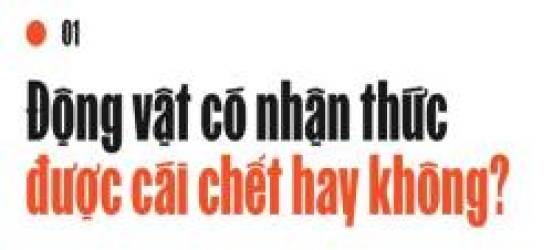 Động vật có nhận thức được cái chết của chúng hay không? - Ảnh 2.
