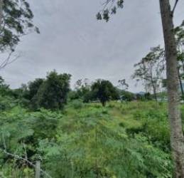 Mua đất farmstay kỳ vọng tăng gấp đôi, hơn 2 năm sau, nhà đầu tư F0 cay đắng chấp nhận chôn vốn - Ảnh 1.