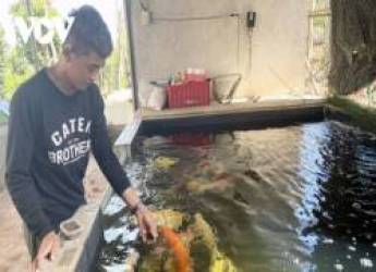 Nuôi cá Koi, thanh niên phố núi kiếm tiền tỷ mỗi năm - Ảnh 1.