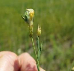 Nhiễm virus zombie, những con sâu ngáo trèo lên ngọn cây nhảy múa, mời chim ăn mình - Ảnh 5.