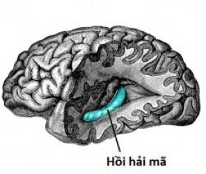 Não bộ là cỗ máy tính lượng tử tự tưởng tượng ra ảo giác về toán học - Ảnh 7.