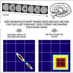 Não bộ là cỗ máy tính lượng tử tự tưởng tượng ra ảo giác về toán học - Ảnh 9.