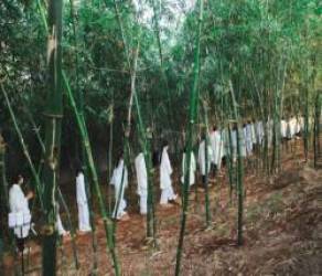 Tôi thử sống tỉnh thức và chữa lành tại Thành phố Cà phê của ông Đặng Lê Nguyên Vũ - Ảnh 7.